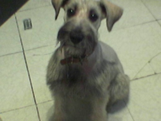 Os agradesco visitar el Perfil de Kiara.

Para quienes deseen saber, mi perra kiara No murio, ella se perdio el 16 de Enero del 2012 pero jamas se a vuelto a saber de ella.

Os agradesco mucho sus votos positivos a mi cachorra, que tengan un lindo Dia!